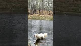 Pond Day:  The Dog, the Canada Geese and a Froggy Song!