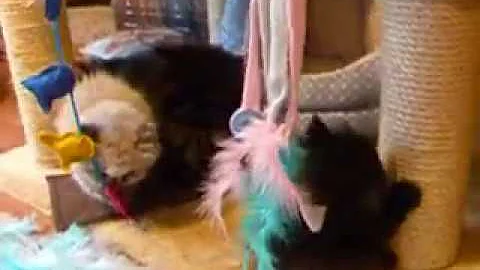 Exotic Longhaired Kittens 6 weeks old
