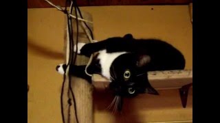 Copy of tyler the cat playing on his perch!!