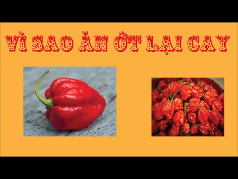 Video: Why Are Peppers Hot - Tại sao Ớt lại cay