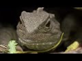 The Small, Slow Tuatara is Top Predator in its Ecosystem🦎 Into The Wild New Zealand | Smithsonian