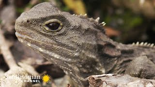 The Small, Slow Tuatara is Top Predator in its Ecosystem🦎 Into The Wild New Zealand | Smithsonian