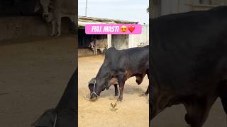 Karachi Cow Mandi Palla Cattle Farm