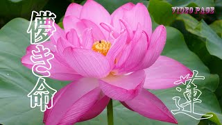 4k #愛知県 #愛西市「#森川花はす田 」儚き命　蓮の花　令和元(2019)年7月4日　videopage.net