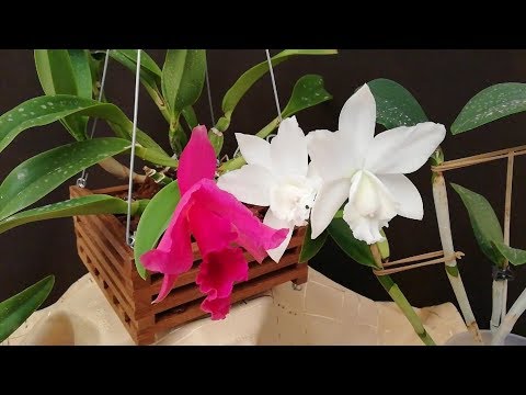 Video: Cattleya: atención domiciliaria. Trasplante y reproducción de Cattleya