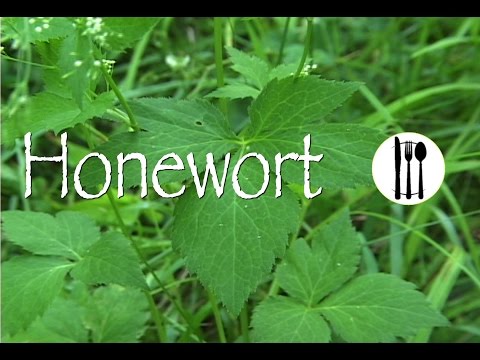 Honewort: Edible