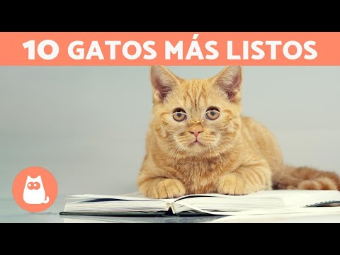 RAZAS de GATOS más INTELIGENTES del mundo 🐱💡 TOP 10