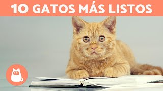The smartest cat breeds in the world 🐱💡 TOP 10