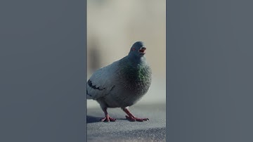 DIRECTV  NoSatellite The Good Stuff