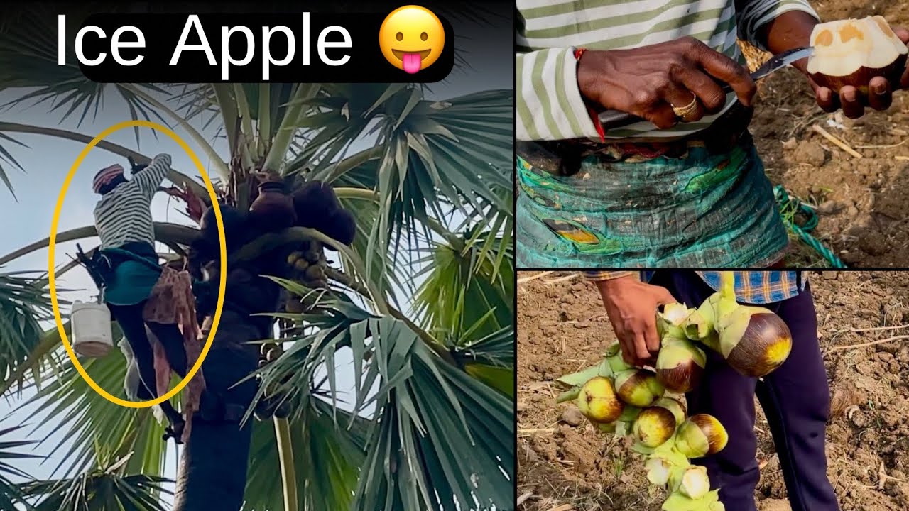 Tasting Ice Apple Fresh from the Tree 🌴 | Rare Tropical Fruit #iceapple ...
