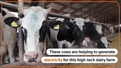 How a Bosnian farm makes electricity from animal waste