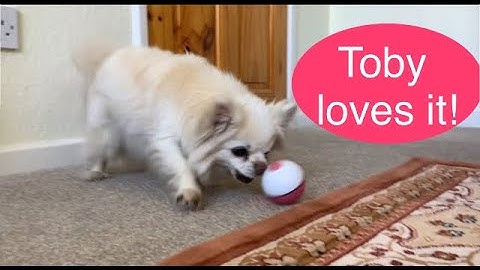 Iokheira Interactive Cat Toys Ball Auto 360° Self-Rotating USB Rechargeable unboxing & demo