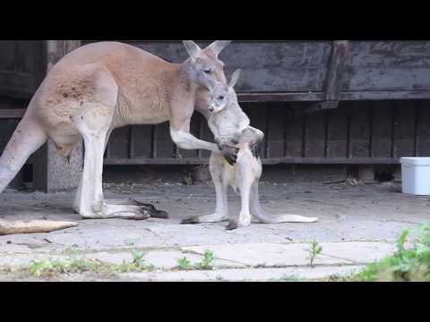 Wideo: Dla małego kangura?