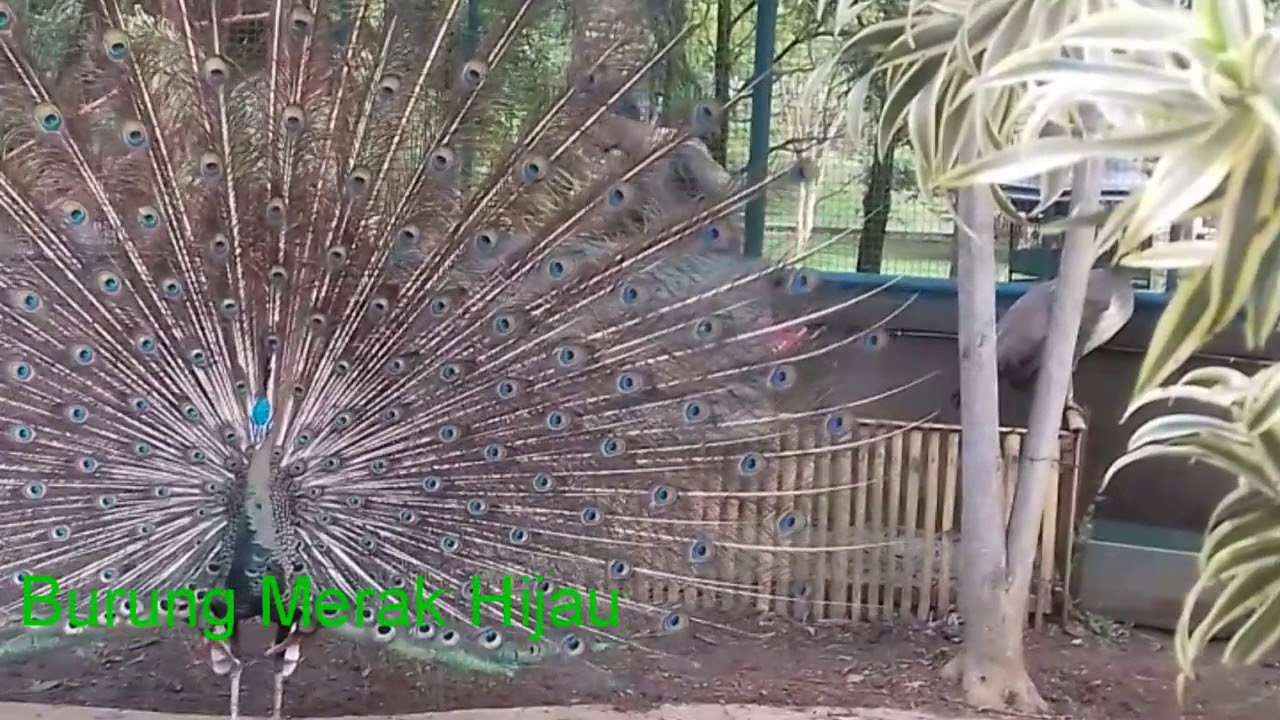 Burung Merak Hijau Ekor Mekar 