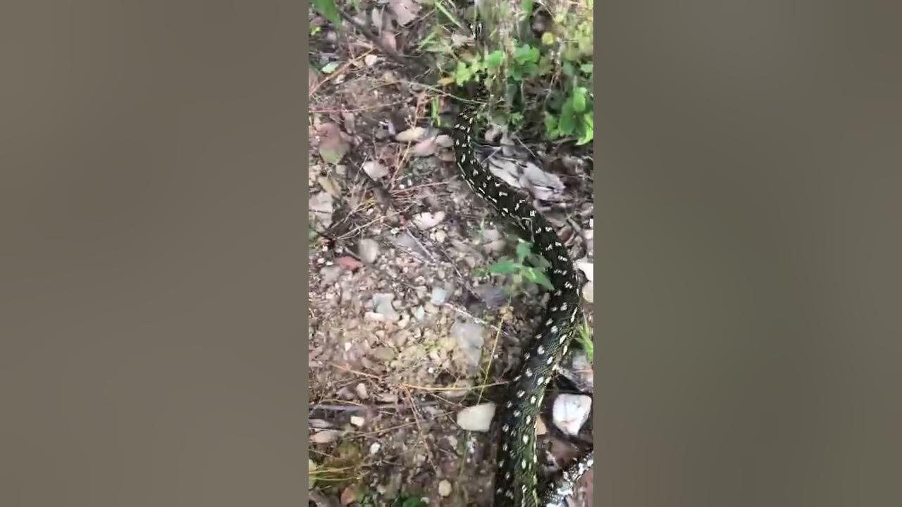 Diamond Python beautiful snake safely relocated back to the bush - YouTube