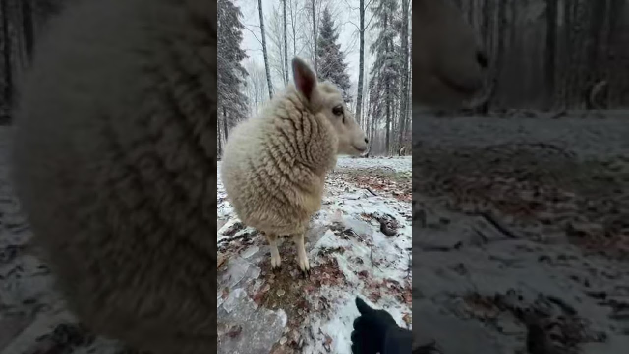 A heart-wrenching discovery in the deep winter woods! 😰