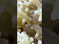 Sexy Shrimp - Red Sea Creatures