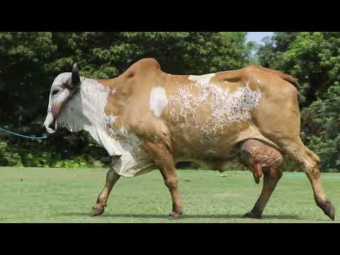 Lote 09   Nitana FIV do Basa   BASP 2086