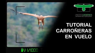 Tutorial cómo hacer fotos de Carroñeras en vuelo