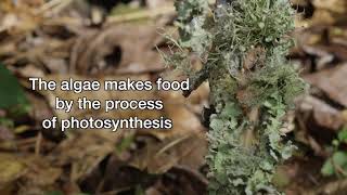 Lichens are really weird
Lichens are a unique combination of one species of algae and one species of fungi. They both benefit from living together and together they act like a plant with the fungi absorbing water and minerals like a plants roots and the algae carrying on photosynthesis to make food.
#lichens #lichen
To see more of the almost 200 wildlife videos on my channel please visit: https://www.youtube.com/c/JudyLehmbergEpicNature
To license footage please contact me at: judy@judylehmberg.com. Lichens are really weird
