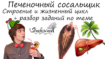 Печеночный сосальщик. Строение и жизненный цикл печеночного сосальщика. Примеры решения заданий