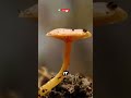 Glowing Mushrooms in the Dark 🍄✨ || #sciencefacts #nature @brainarchive360