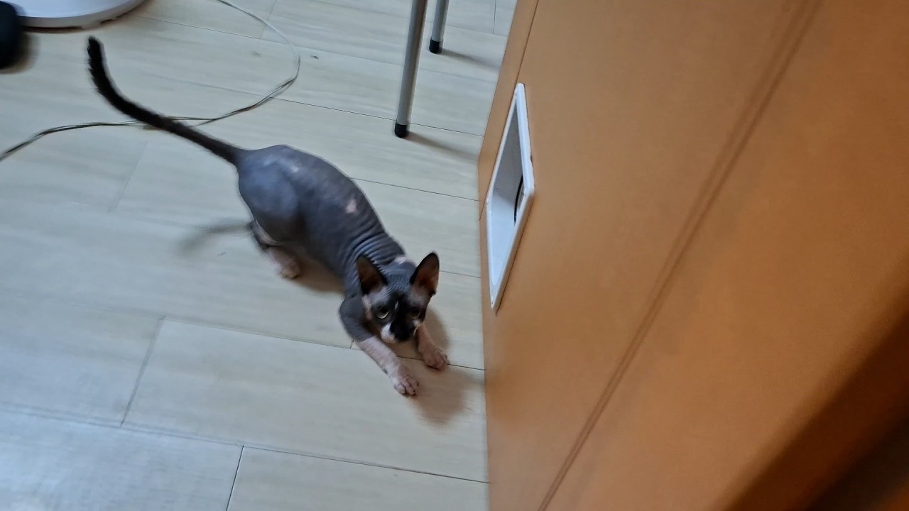 「ピョイーーー」から逃げろ!