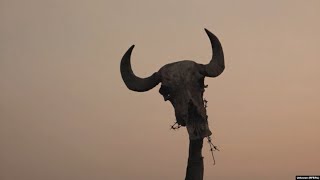 &#39;The Land Has Dried Up&#39;: Animals Die And Farms Abandoned In Iran&#39;s Khuzestan Province