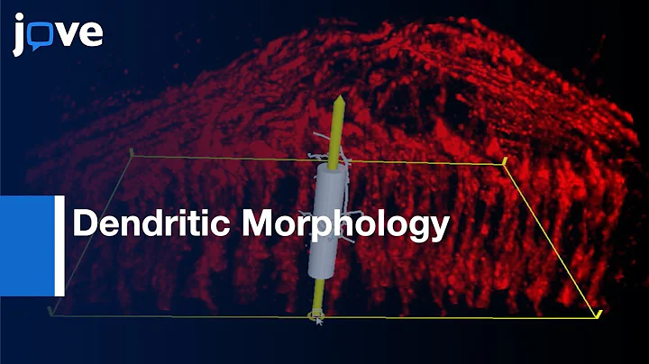 Dendritic Morphology Analysis in Columns and Layers | Protocol Preview