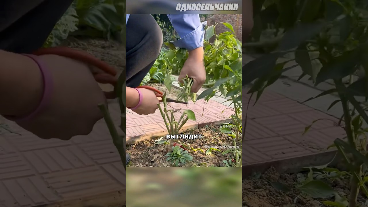 Обрезка перца 