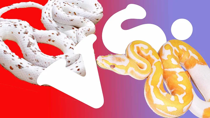CORN SNAKES VS. BALL PYTHONS: WHAT IS THE BEST PET SNAKE