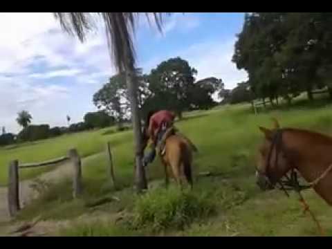 cavalo pulando no pantanal nhecoladia