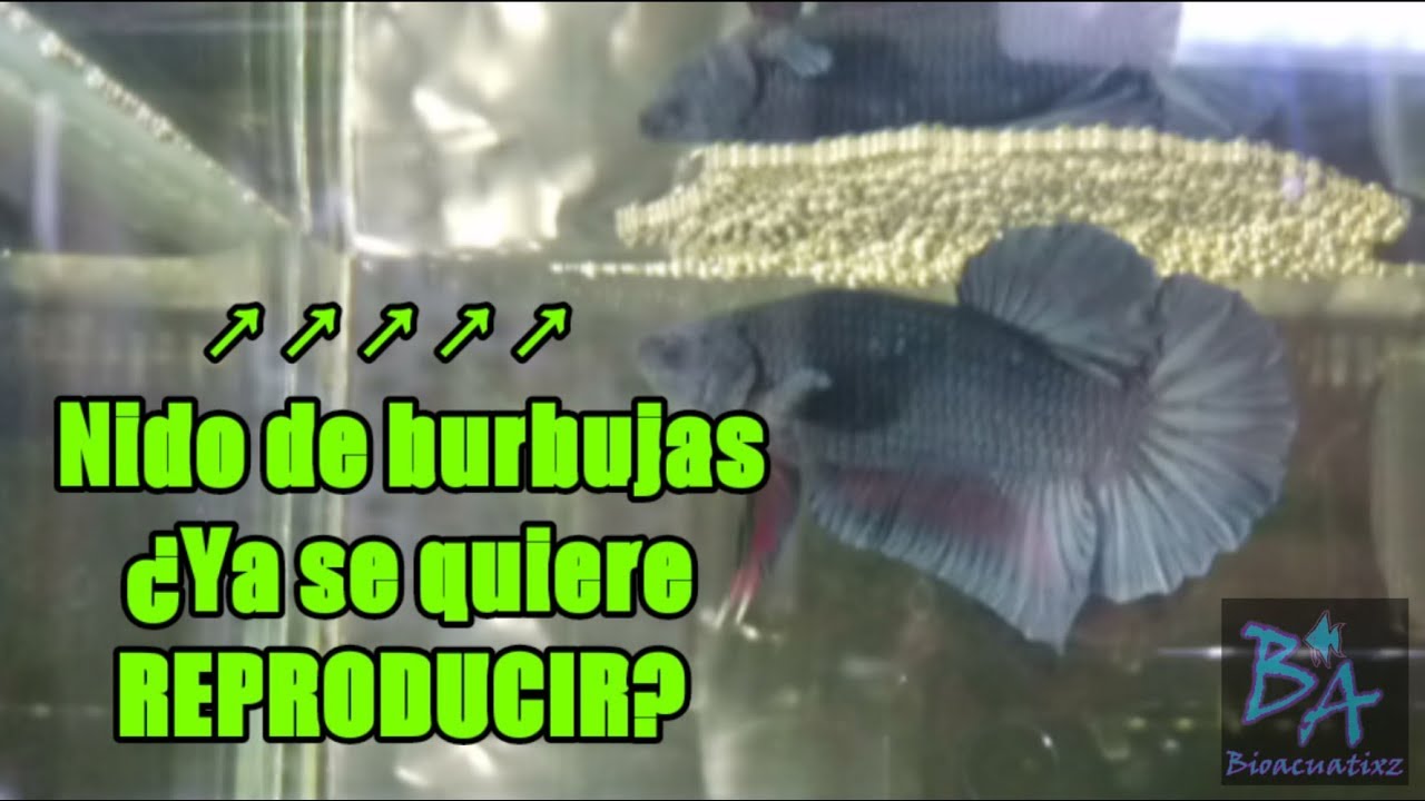Porque El Pez Betta Hace Burbujas En La Pecera www.youtube.com