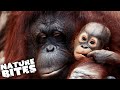 Orangutan baby born at the zoo  nature bites