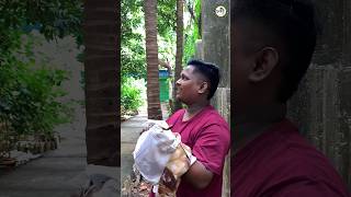 Snake rescue, India rat snake, this is Snake non-venomous 
