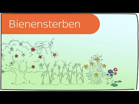 Bienensterben in 3 Minuten erklärt