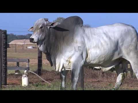 43º Mega Leilão Carpa Touros | LOTE 104 - 8947