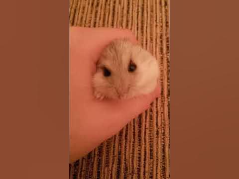 хомячок - YouTube