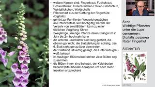 Digitalis purpurea Rote Fingerhut unter die Lupe genommen