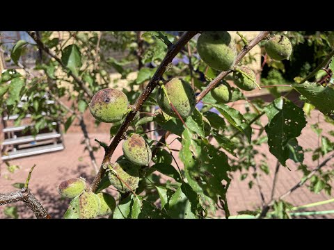 Видео: Борьба с бактериальной пятнистостью абрикосов: как лечить абрикосовые деревья с бактериальной пятнистостью