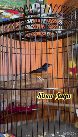 sinar jaya pasca mabung, sabar ya leeeeee, ekormu baru separo 😍😍😍