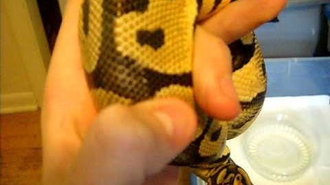 My Pastel 100% Het. Clown Ball Python