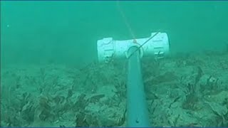 Shark experts predict ‘Sharky Summer’ for San Diego as marine heat wave pushes juvenile white sharks