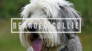Anjing Ras Bearded Collie
