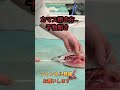 カマス捌き方！干物用#short #shorts #new #fish #japan #howto #おすすめ #簡単 #料理 #釣り #チャレンジ #美味しい #楽しい #チャレンジ