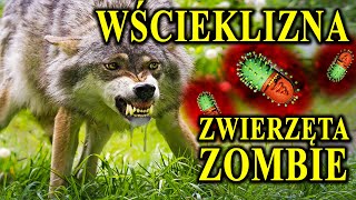 WŚCIEKLIZNA - Człowieka Zamienia w Psa, a Zwierzę w Zombie