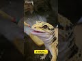 I think Gary ate a bit too much rocket fuel, #gecko #funny #fyp #foryou #ai #fun