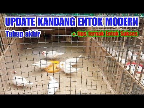 Video: Sistem Penyimpanan Dapur Kontemporer