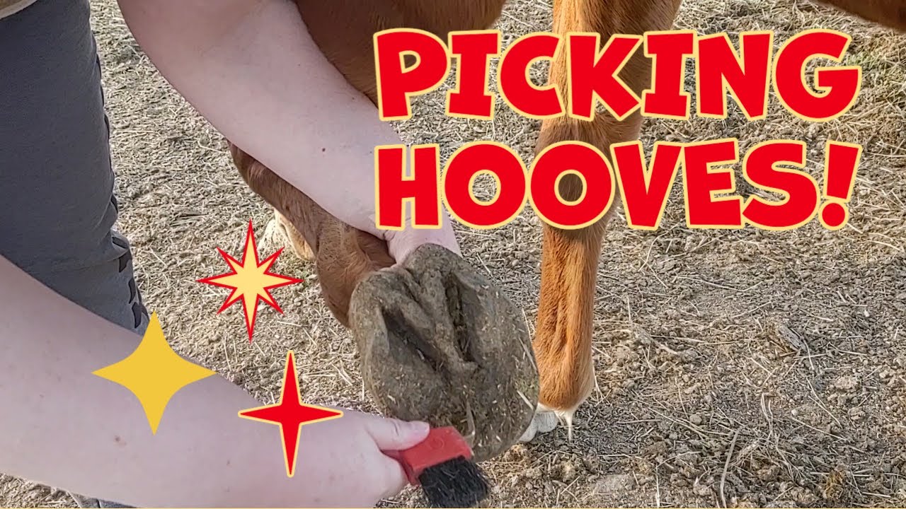 HOOF PICKING Dealing with a horse that kicks & pulls YouTube