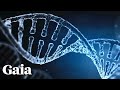 How Consciousness Influences Our DNA and Evolution